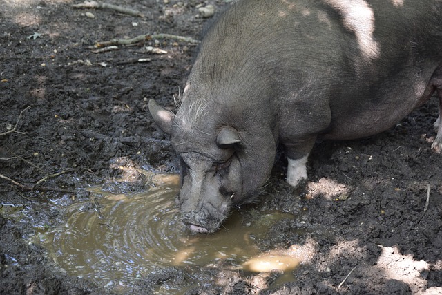 为了球队中 为了球队中